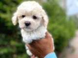 Yavru Maltipoo