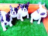 French Bulldog Yavrular İzmi̇r