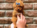 Red Brown Toy Poodle Erkek Yavrumuz