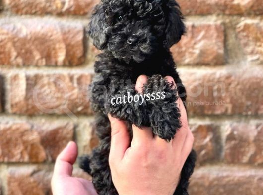 Siyah İnci Black Toy Poodle Yavrularımız görsel