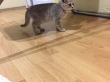 Acil Oyuncu Uysal Tatlı Kızımız