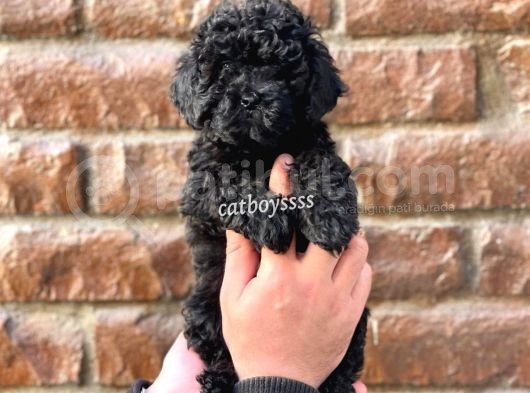 Siyah İnci Black Toy Poodle Yavrularımız
