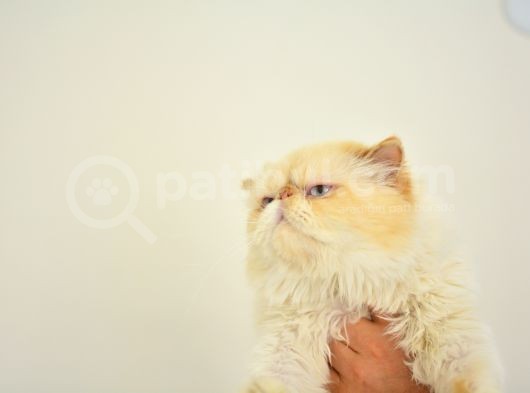 1 Yaşında Erkek Persian görsel