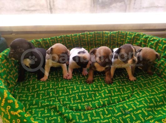 Safkan Irk Garantili Sağlıklı French Bulldog Yavrularımız