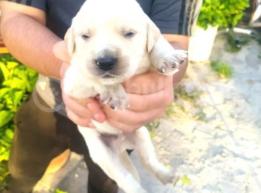 Irk Garantili Golden Yavrularımız görsel
