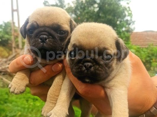 Safkan Irk Garantili Sağlıklı Pug Yavrularımız