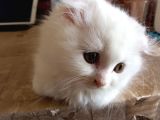 Scottish Fold Ve Scottish Straight Yavrular