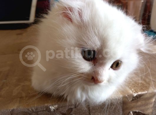 Scottish Fold Ve Scottish Straight Yavrular görsel