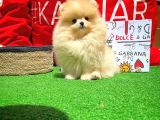 Show Kali̇tede Di̇şi̇ Pomerani̇an Yavrusu