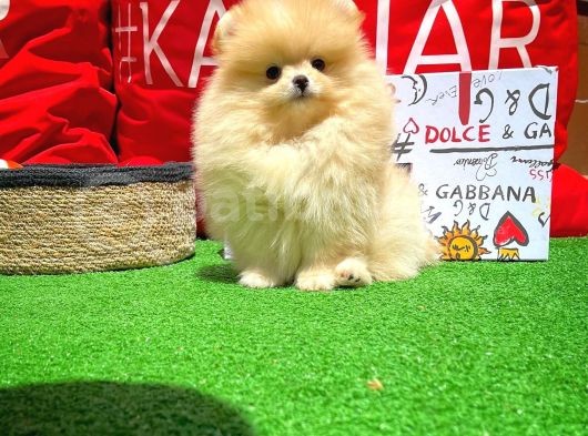 Show Kali̇tede Di̇şi̇ Pomerani̇an Yavrusu görsel