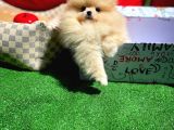 Show Kali̇tede Di̇şi̇ Pomerani̇an Yavrusu