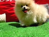 Show Kali̇tede Di̇şi̇ Pomerani̇an Yavrusu