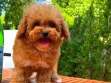 Irk Ve Sağlık Garanti̇li̇ Safkan Toy Poodle Yavrusu