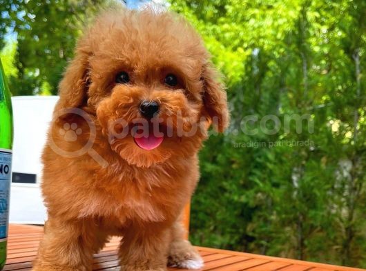 Irk Ve Sağlık Garanti̇li̇ Safkan Toy Poodle Yavrusu