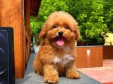 Irk Ve Sağlık Garanti̇li̇ Safkan Toy Poodle Yavrusu