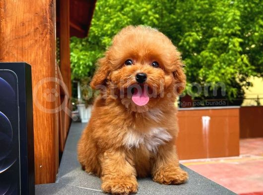 Irk Ve Sağlık Garanti̇li̇ Safkan Toy Poodle Yavrusu görsel