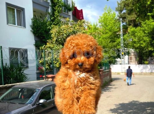 Irk Ve Sağlık Garanti̇li̇ Safkan Toy Poodle Yavrusu görsel