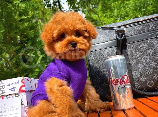 Muhteşem Güzelli̇kte Tuvalet Eği̇ti̇mli̇ 3 Aylık Erkek Toy Poodle Yavrumuz görsel