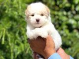 Yavru Maltipoo