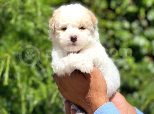 Yavru Maltipoo
