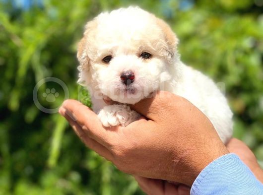 Yavru Maltipoo görsel