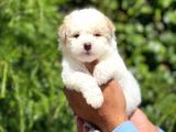 Yavru Maltipoo