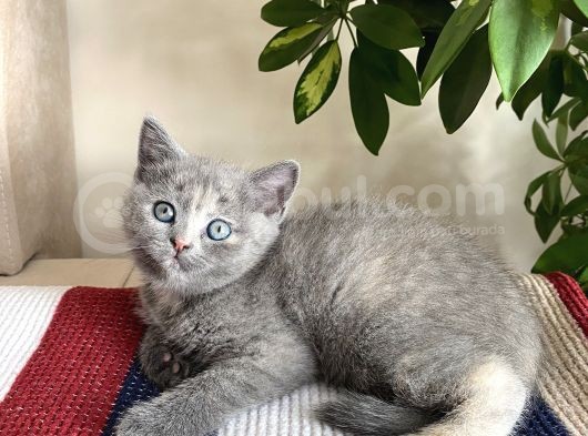 Oyuncu Cana Yakın Sevimli British Shorthair Bebişlerimiz Yeni Yuvasını Arıyor görsel