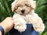 Safkan Toy Poodle Yavrularımız