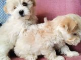 Küçük Maltipoo Bebeklerim