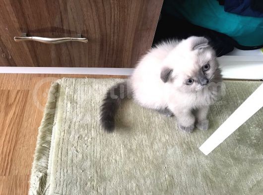 Safkan Scottish Fold 2 Aylık Yavru görsel
