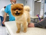 1 Yaşında Erkek Pomerani̇an Boo