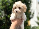 2.5 Aylık Erkek Ve Di̇şi̇ Malti̇poo Yavrular