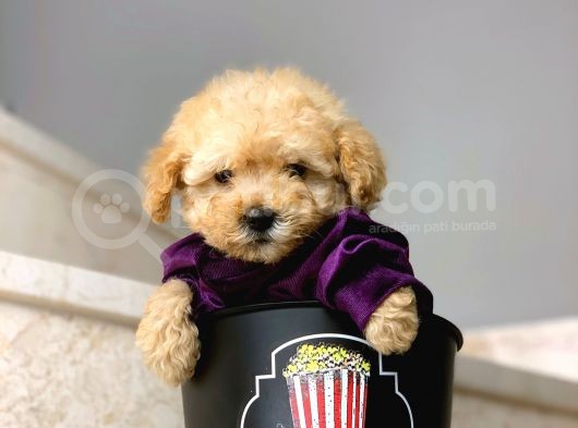 Irkının En İyisi Safkan Toy Poodle Yavrularımız görsel