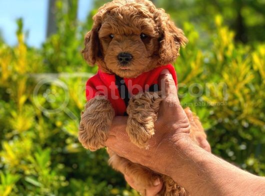Toy Poodle görsel