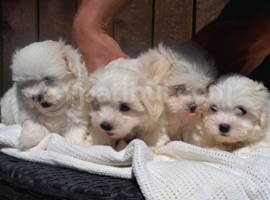 Maltese Terrier Yavruları Saflan Irk Ve Sağlık Garantili görsel