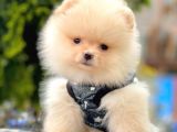 Safkan Pomeranian Boo Yavrularımız