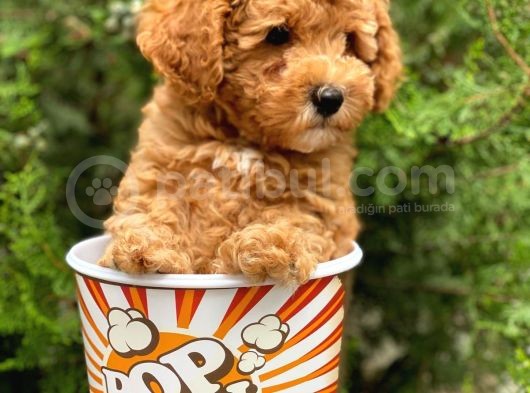 Safkan A Kalite Toy Poodle Yavrularımız görsel