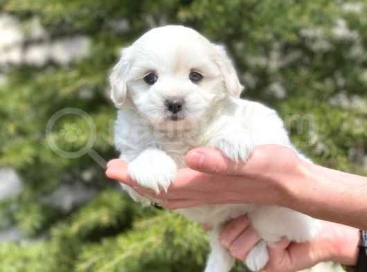 Sevimli Maltipoo