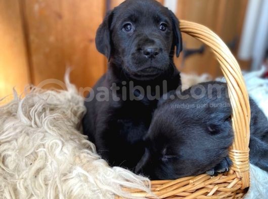 Labrador Yavruları Safkan Irk Ve Sağlık Garantili görsel