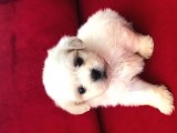 Anne Altından Maltese Terrier