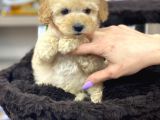 Irk Ve Sağlık Garantili Apricot Toy Poodle Yavrularımız