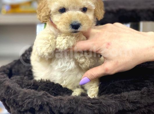 Irk Ve Sağlık Garantili Apricot Toy Poodle Yavrularımız görsel