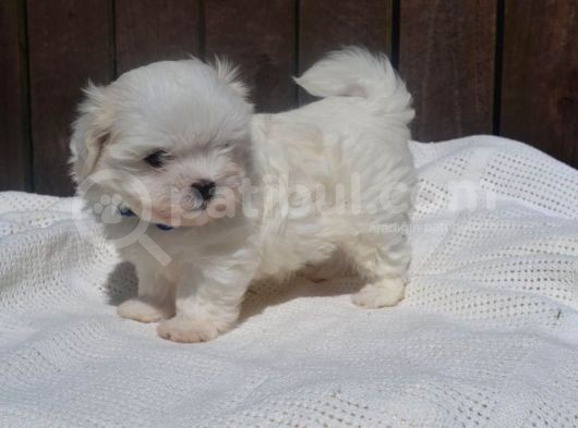 Maltese Terrier Yavruları Saflan Irk Ve Sağlık Garantili görsel