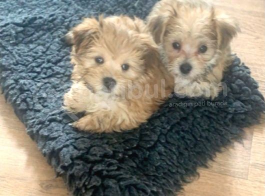 Morkie Yavrularımız Safkan Irk Ve Sağlık Garantili görsel