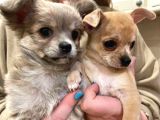 Chihuahua Yavruları Safkan Irk Ve Sağlık Garantili