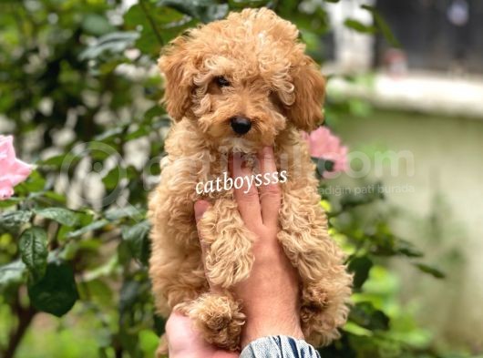 Irk Garantili Apricot Toy Poodle Yavrumuz görsel