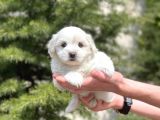 Sevimli Maltipoo