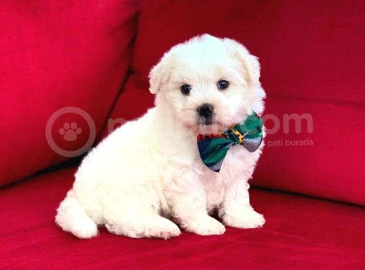 Anne Altından Maltese Terrier görsel