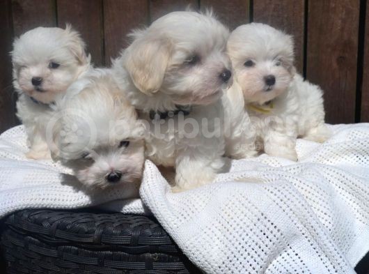 Maltese Terrier Yavruları Saflan Irk Ve Sağlık Garantili görsel