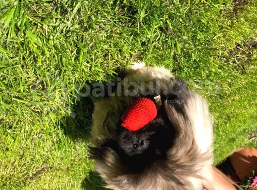 Pekinez Yavruları Safkan Irk Ve Sağlık Garantili görsel